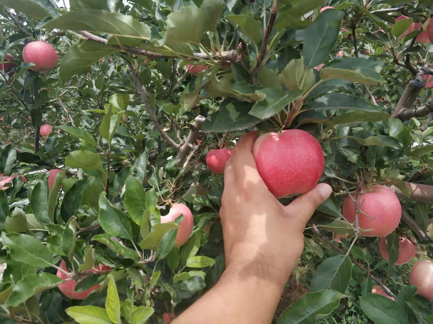 嘎啦苹果采摘节活动现场