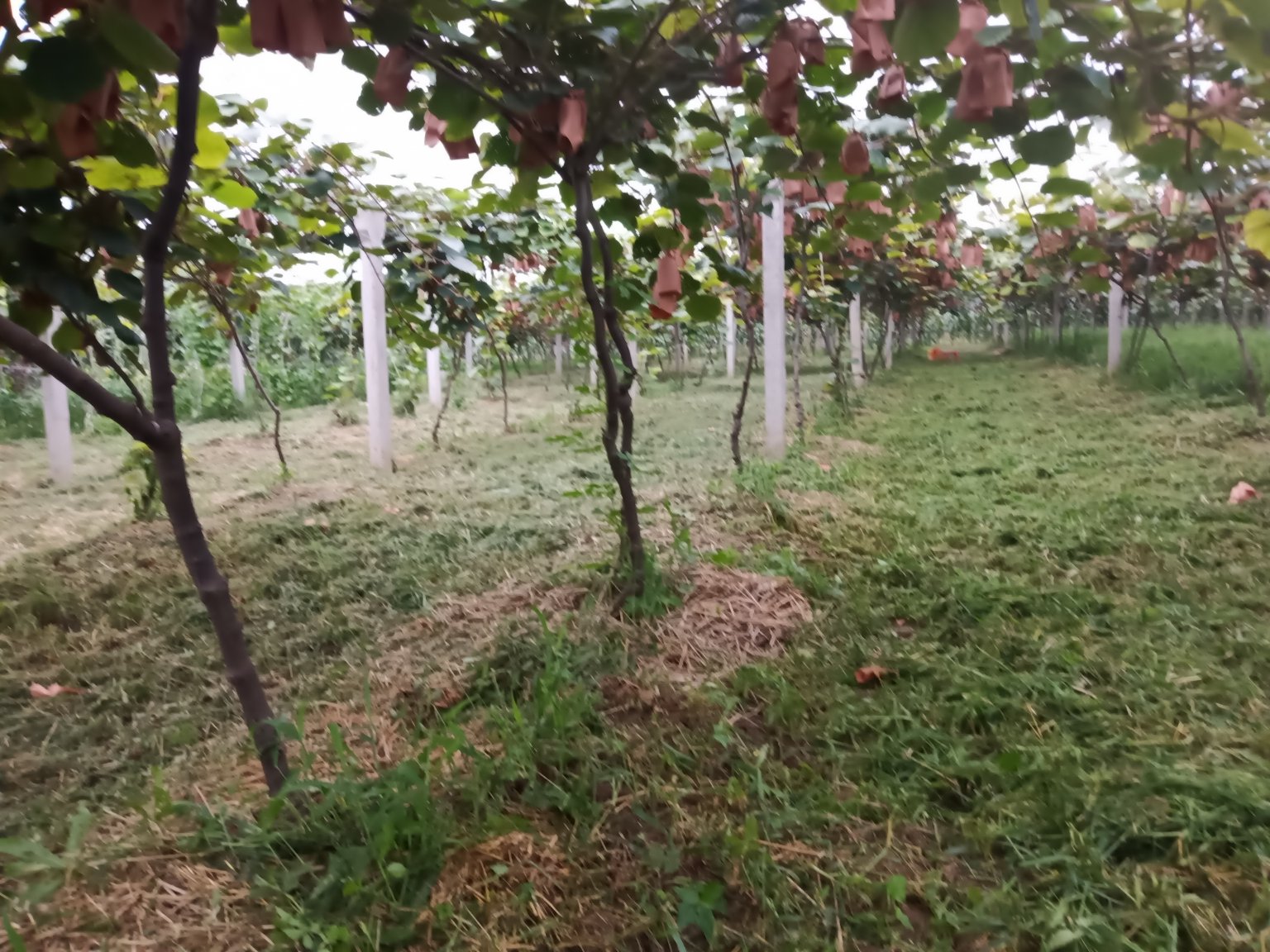 冬季猕猴桃藤下架埋土防寒实景图