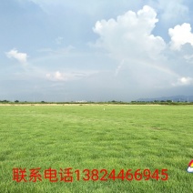 基地直销！各类绿化草皮，苗木地被