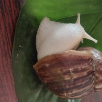 白玉蜗牛一个年挣百万的新型行业
