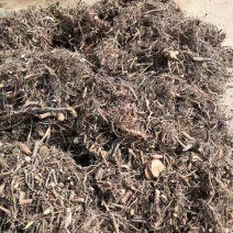 含羞草阴枝（大货，产地加工直销）