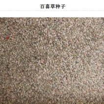 百喜草种子批发