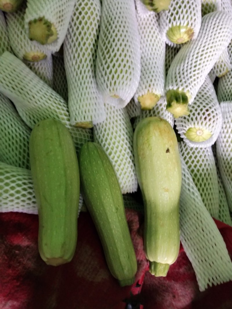 三叶瓜,规格认你定 ,需要的老板可以快快来抢购了