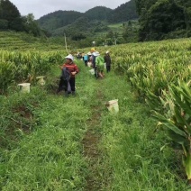 阳荷
