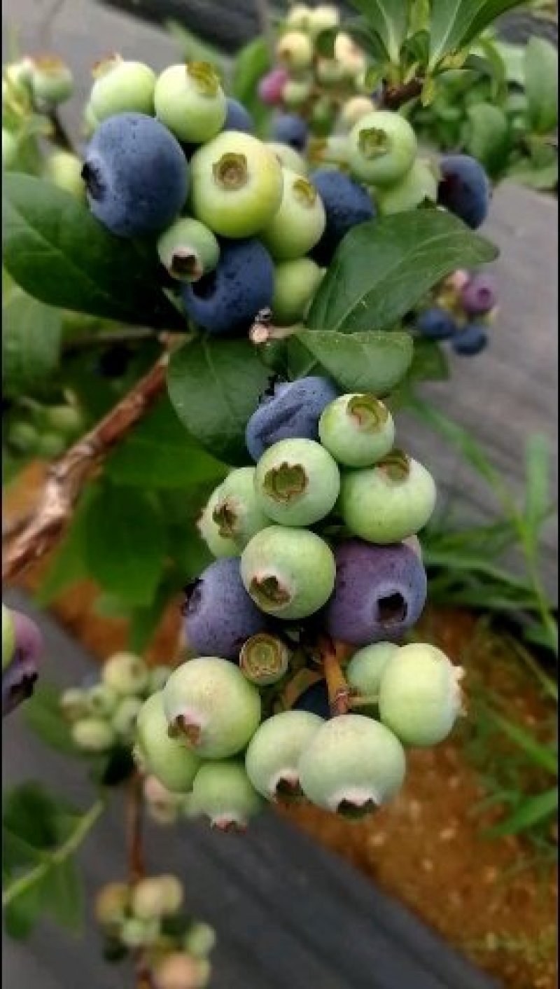 蓝莓苗l25绿宝石 薄雾优瑞卡f6 莱克西,云雀法新