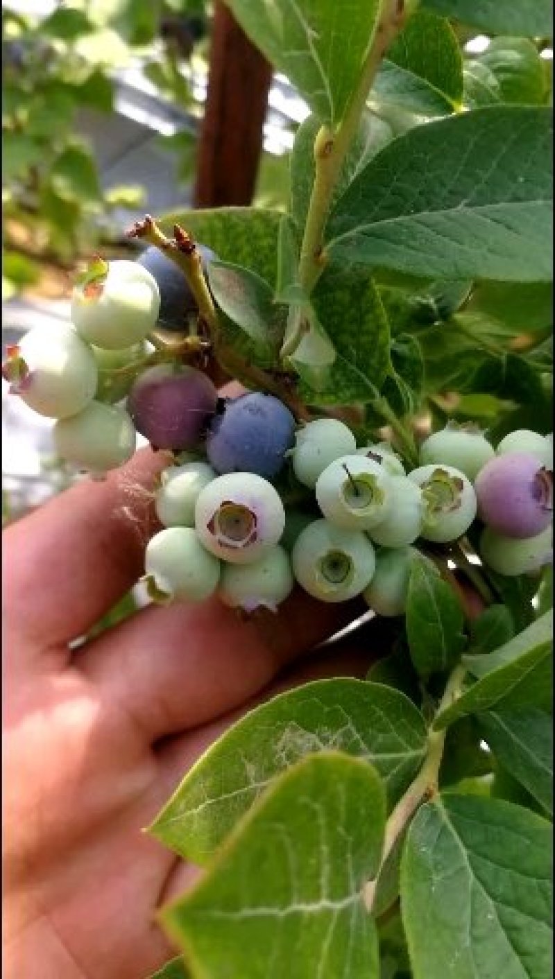 蓝莓苗l25绿宝石 薄雾优瑞卡f6 莱克西,云雀法新