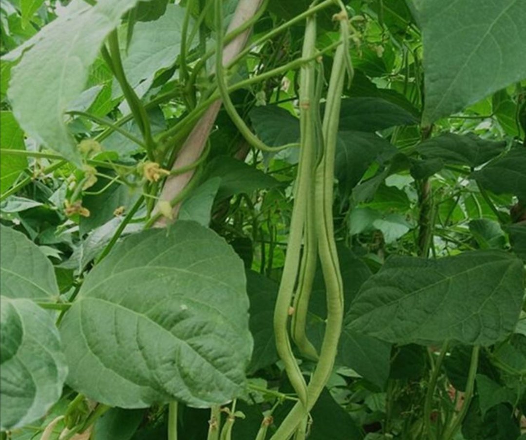 白不老豆荚特写