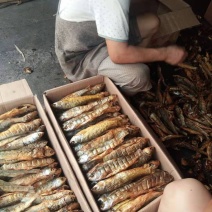 鱼干，品相好鱼干刁子鱼，火焙鱼，餐条鱼品质破肚