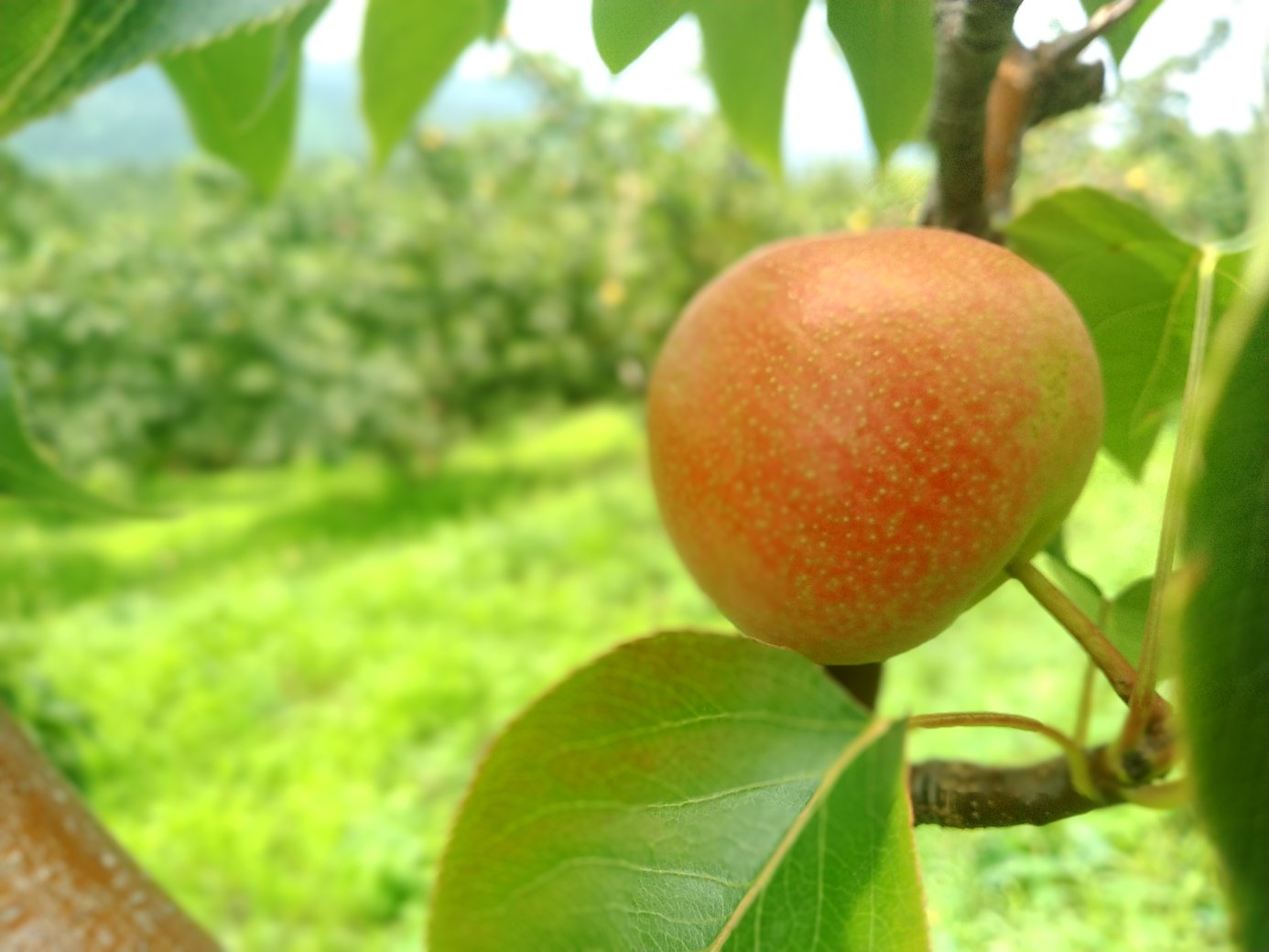 一个成熟的南果梨被横向切开,露出晶莹剔透的果肉,汁水饱满,果核清晰可见,果皮呈黄褐色带红晕,背景为木质餐桌,旁边放有一把不锈钢水果刀和一片绿叶,突出新鲜与自然 南果梨切开特写图