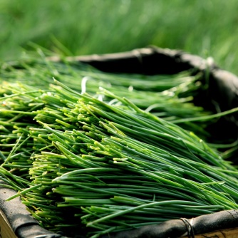 [沙葱批发]内蒙古天然污染沙葱野生沙葱价格5.00元/斤 - 一亩田