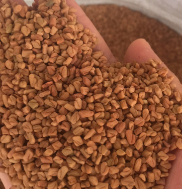 [葫芦巴种子批发]葫芦巴子价格8.00元/斤 - 一亩田