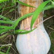 金香葫芦瓜