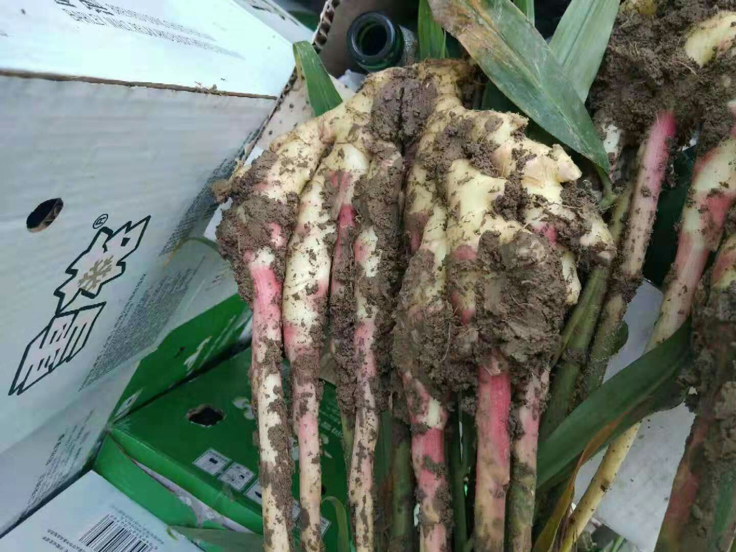 子姜与普通生姜对比图