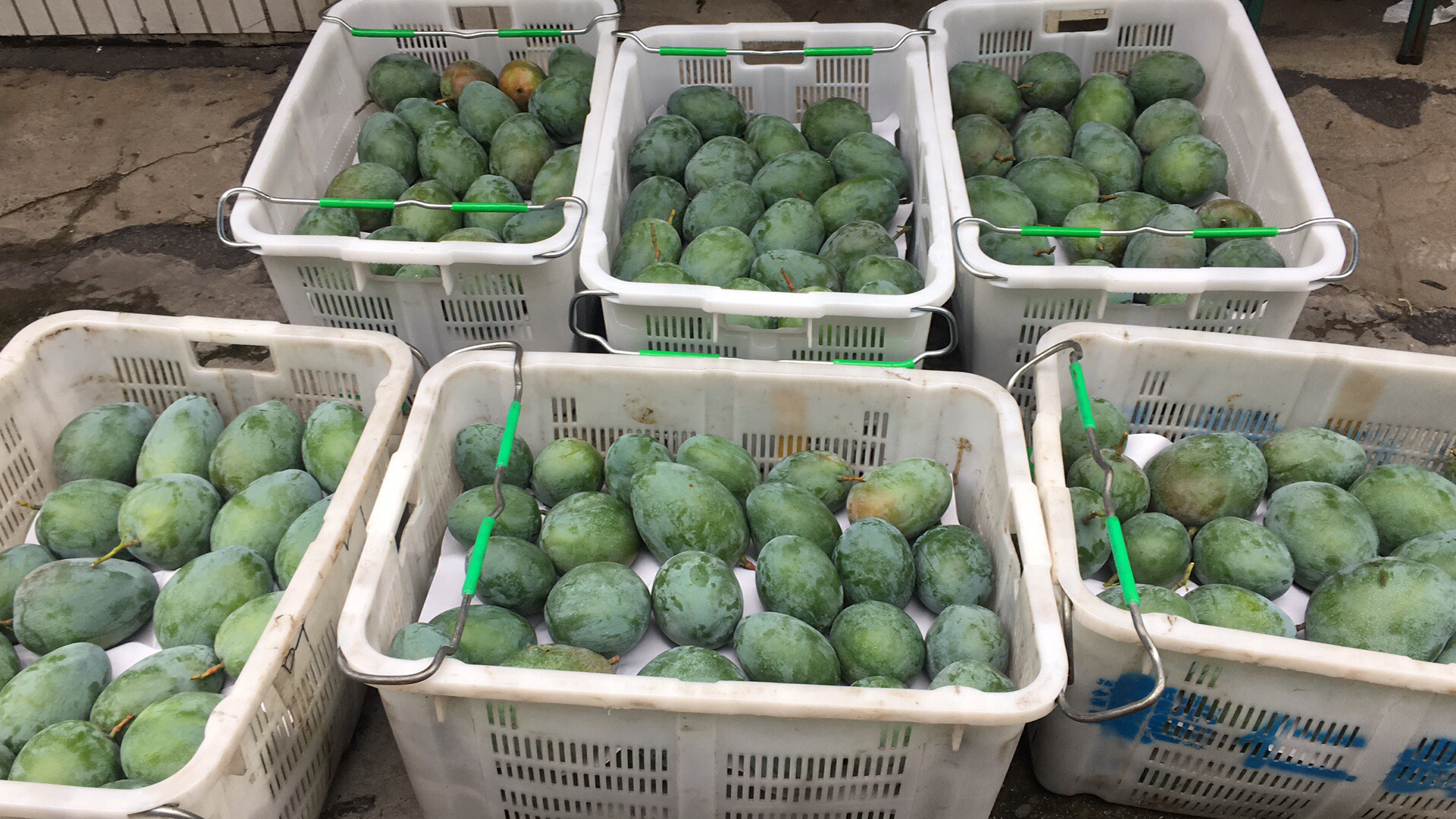 凯特芒加工产品展示,包括果干、果汁、果泥等多种形态 凯特芒加工产品