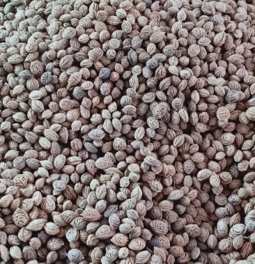 毛桃种子,颗粒饱满,颜色好