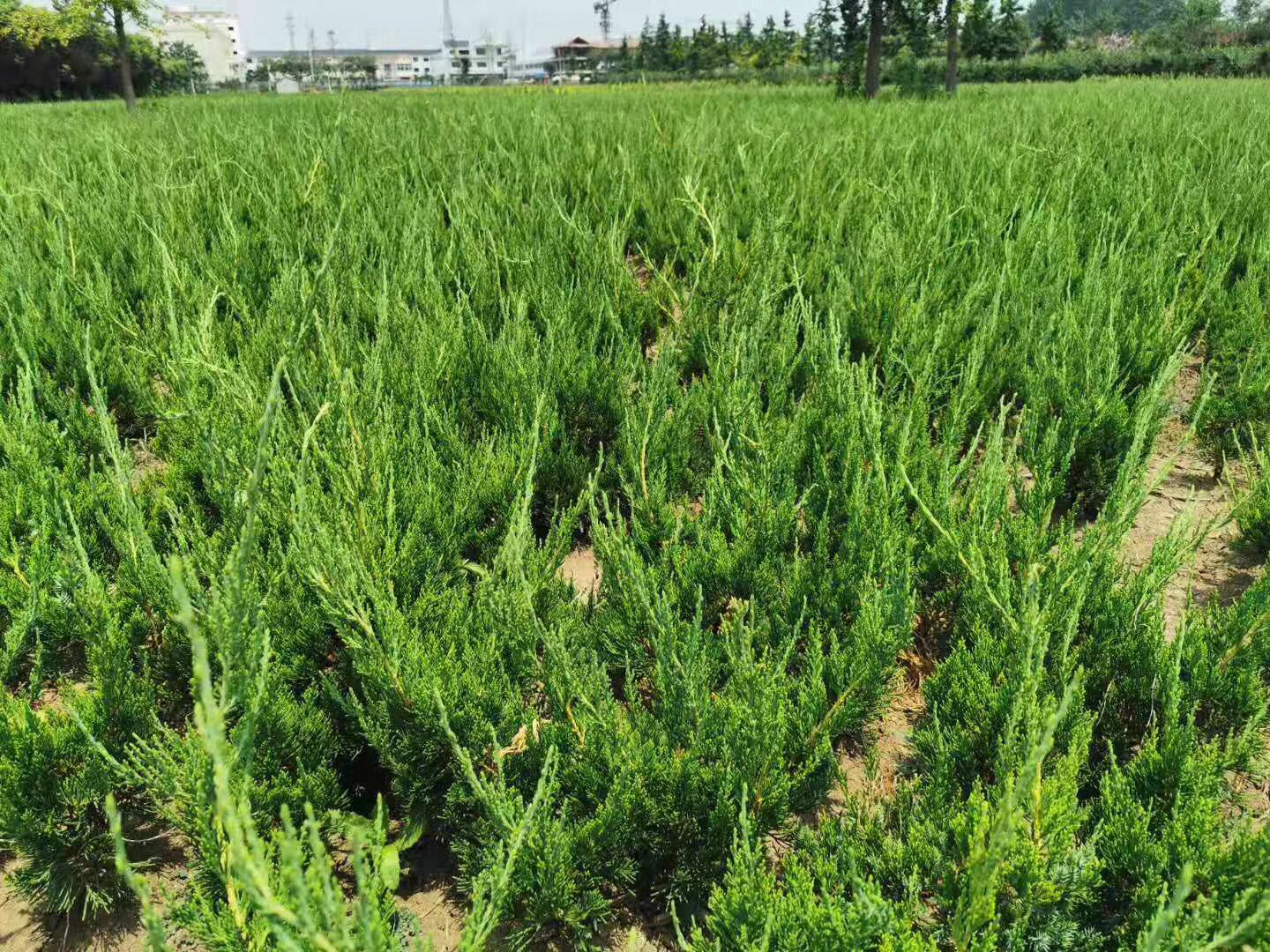 爬地龙柏苗圃规模化种植场景