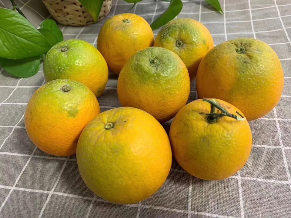 夏橙切开剖面图