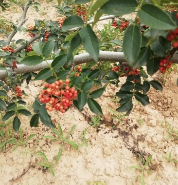 陕西大红袍,黄盖花椒