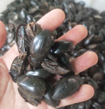 [龙虱批发]龙虱金边 水鳖虫供应上千种中药材价格130.