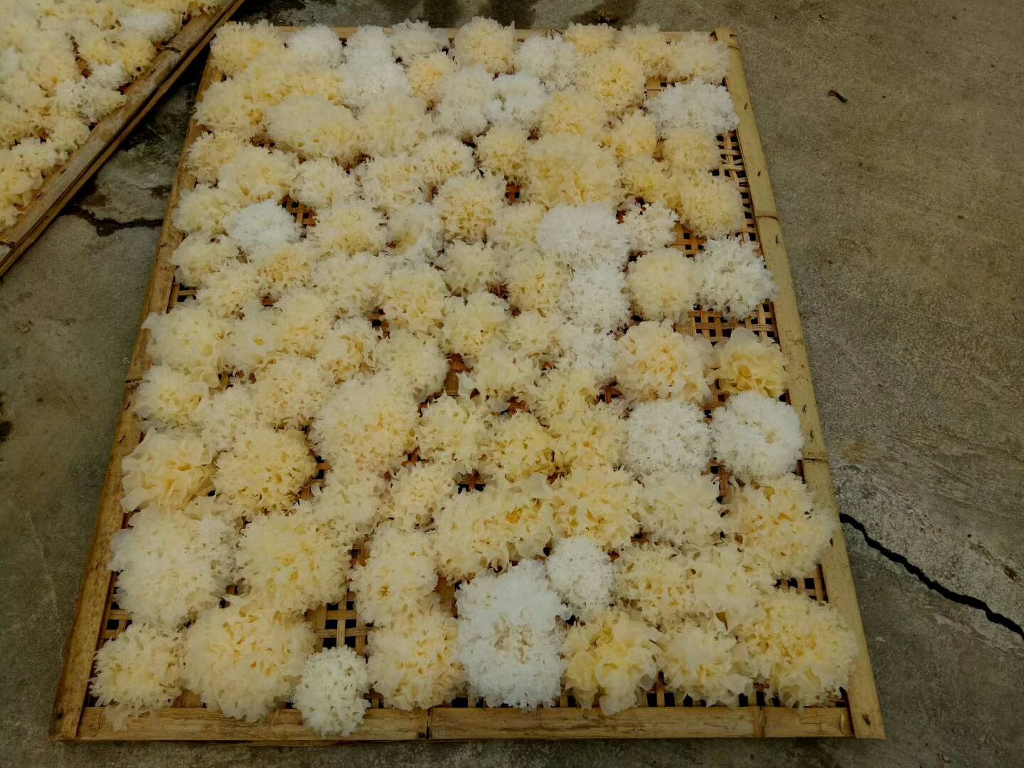 晾晒在竹筛上的干制丑耳