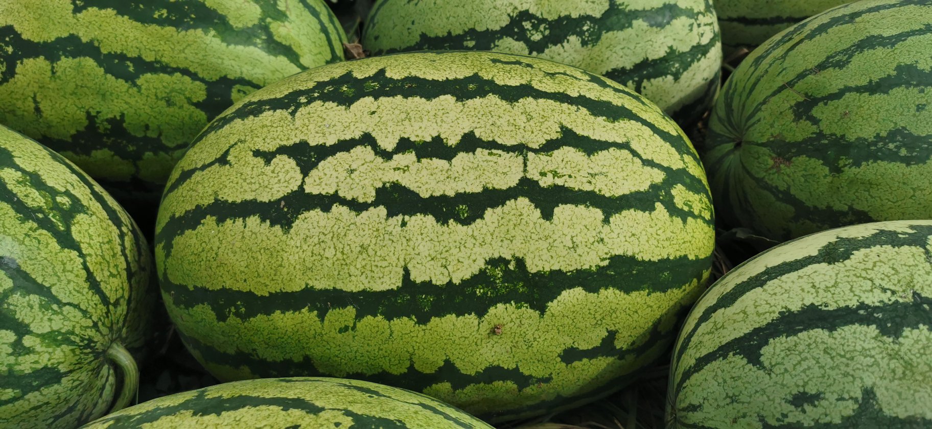 金花西瓜外观特写