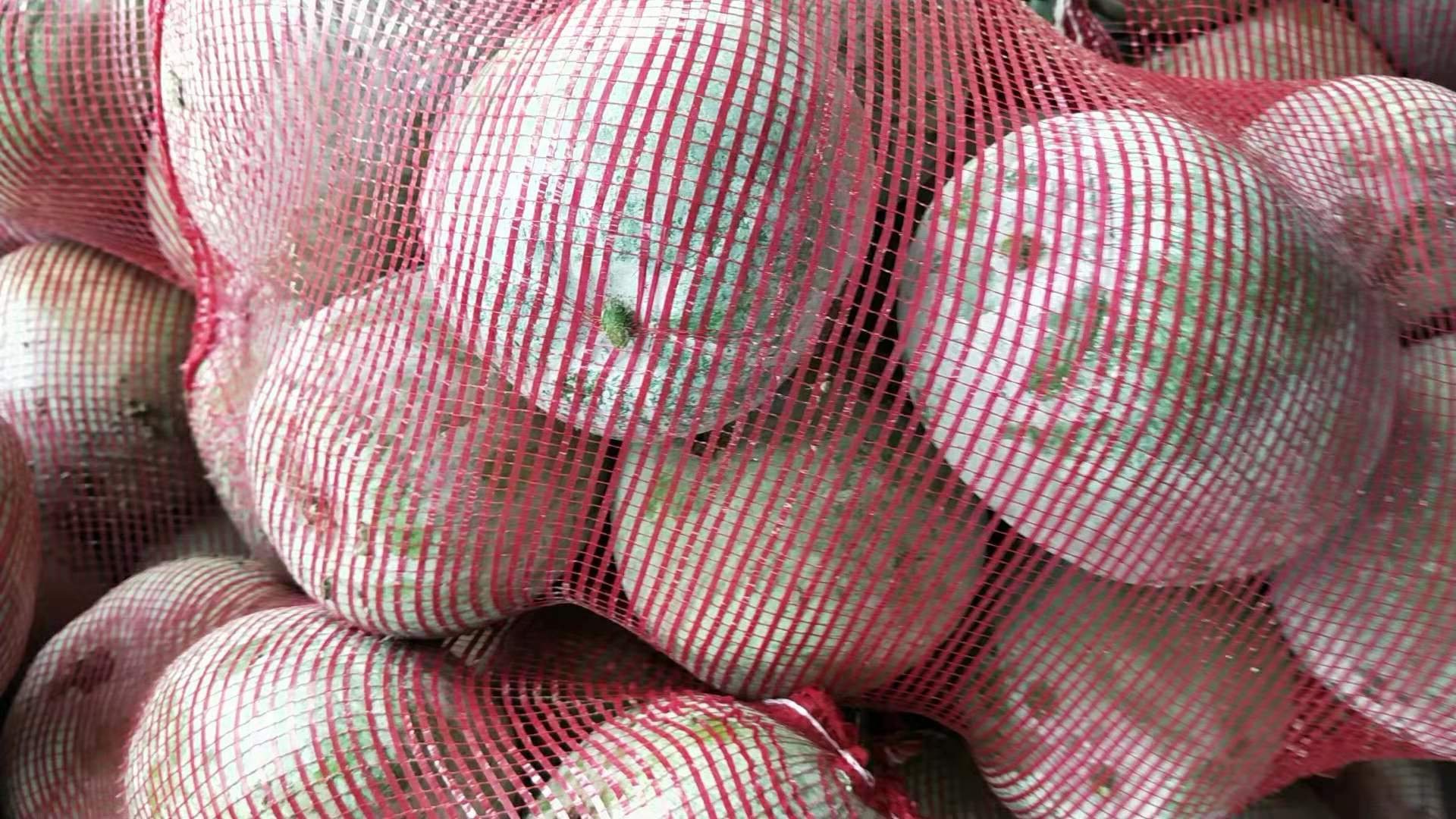 一个乡村农贸市场摊位上整齐摆放着带藤的一串铃冬瓜,旁边配有手写价签‘老品种一串铃冬瓜 8元/斤’,顾客正在挑选,背景可见其他本地蔬菜,体现乡土气息与真实交易场景 一串铃冬瓜在农贸市场摊位陈列