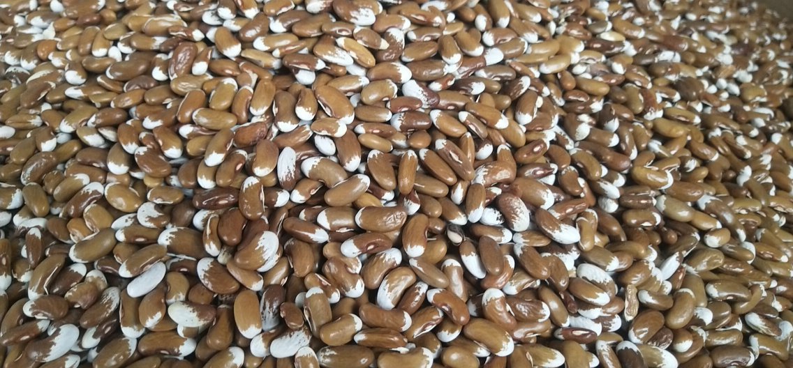 白扁豆与普通扁豆外观对比图,展示两种豆类的颜色、形状差异 白扁豆与普通扁豆对比图