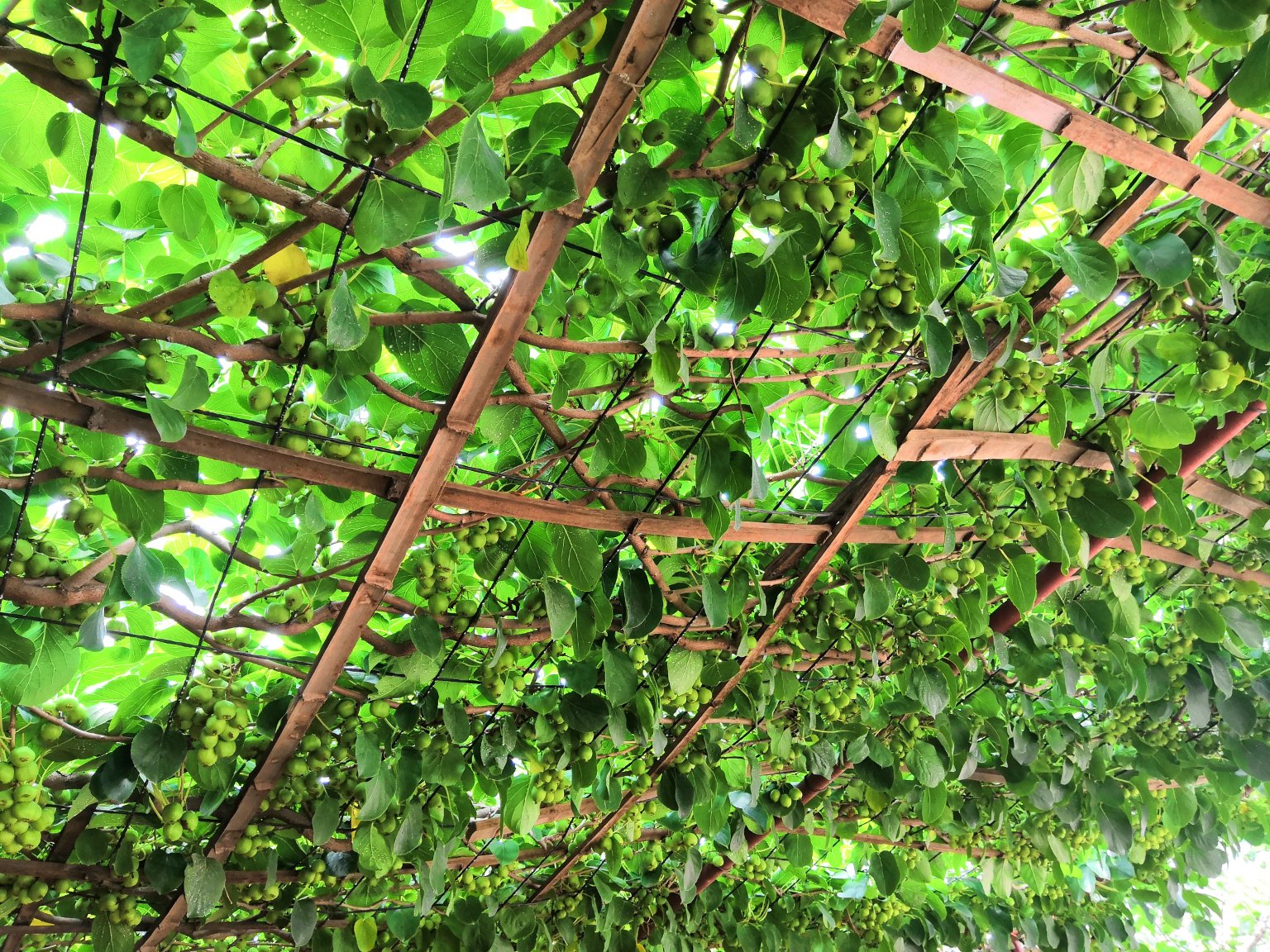 软枣猕猴桃夏季搭架引蔓生长状态