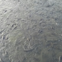 黑鱼