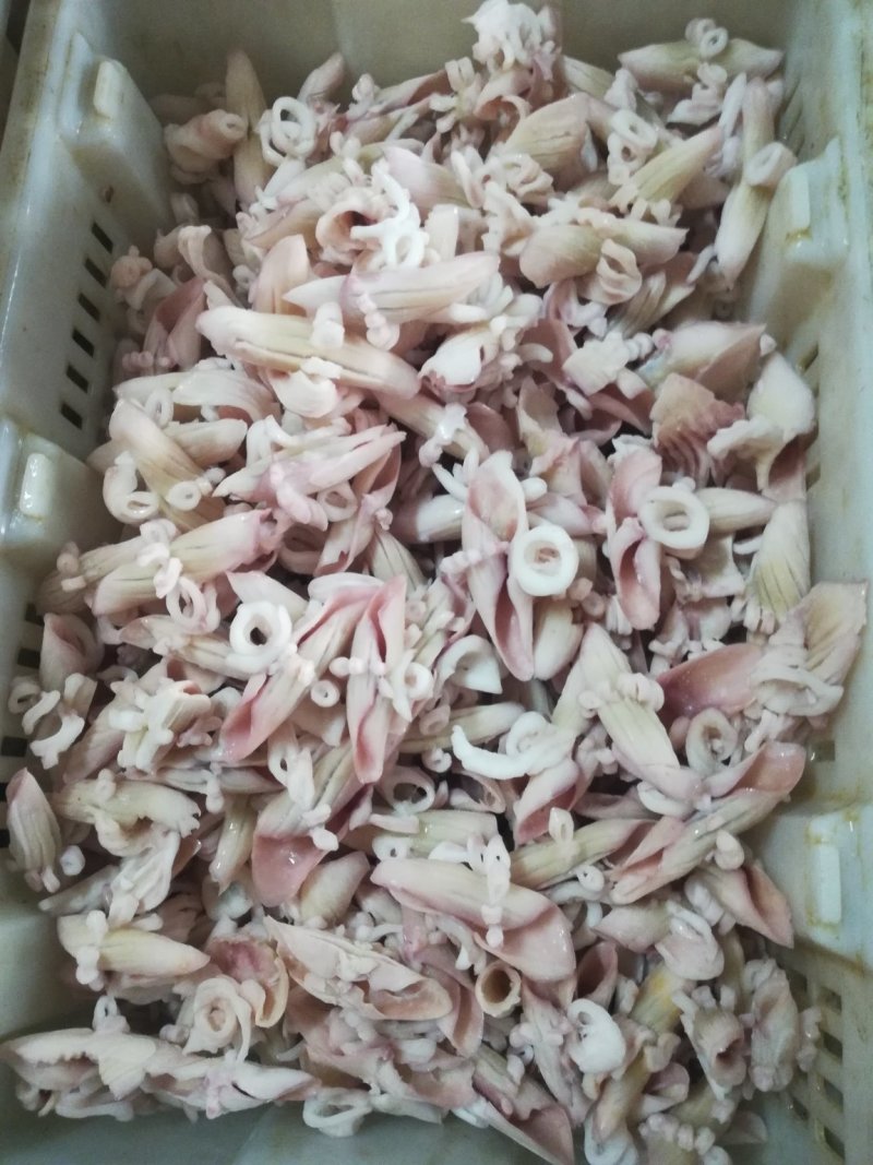 鱿鱼牛角花鱿鱼牛角花鱿鱼花鱿鱼耳