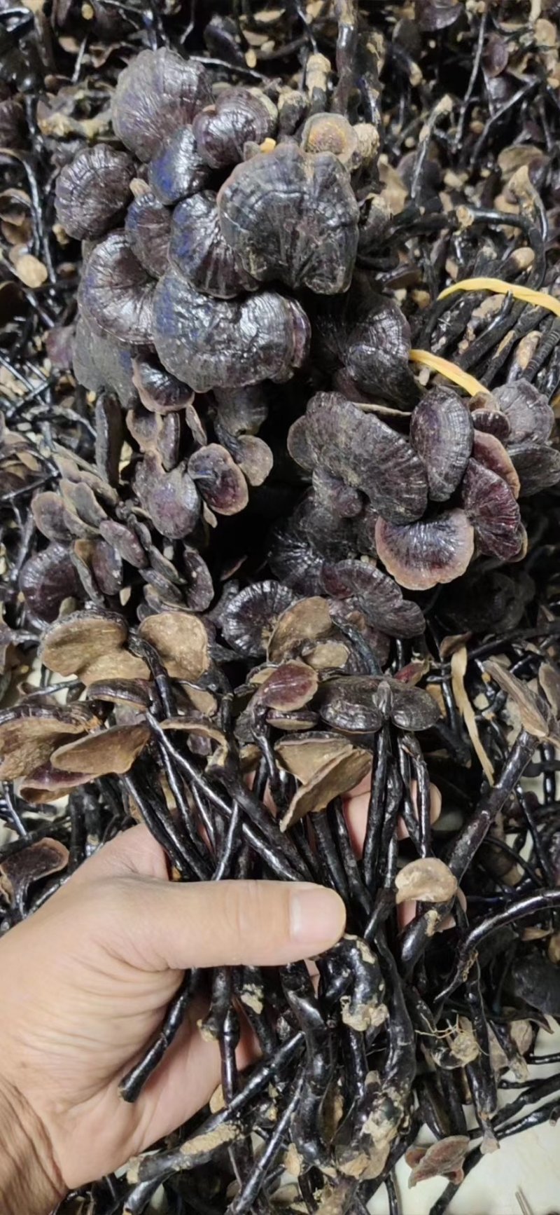 云南精品野生竹灵芝