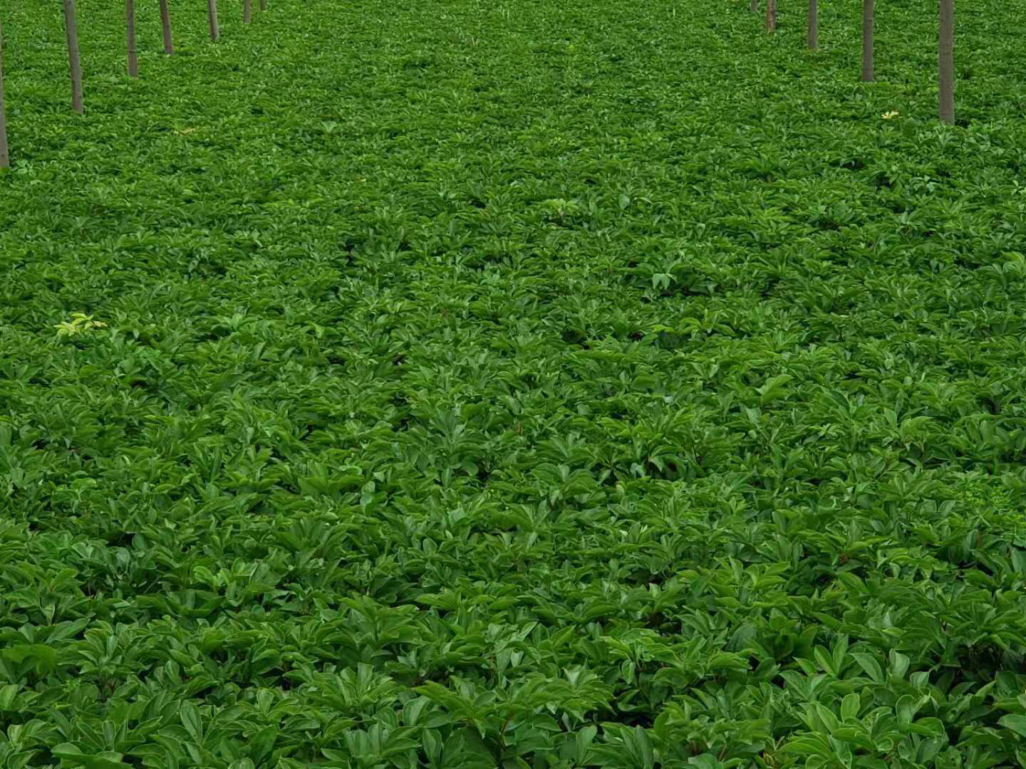 杭白菊的种植田地,整齐排列的杭白菊植株在阳光下生长,远处是绿色的山丘 杭白菊的种植田地