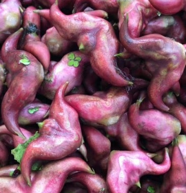 合作社货源新鲜菱角老嫩都有湖北特产牛角水生菱角米好货新