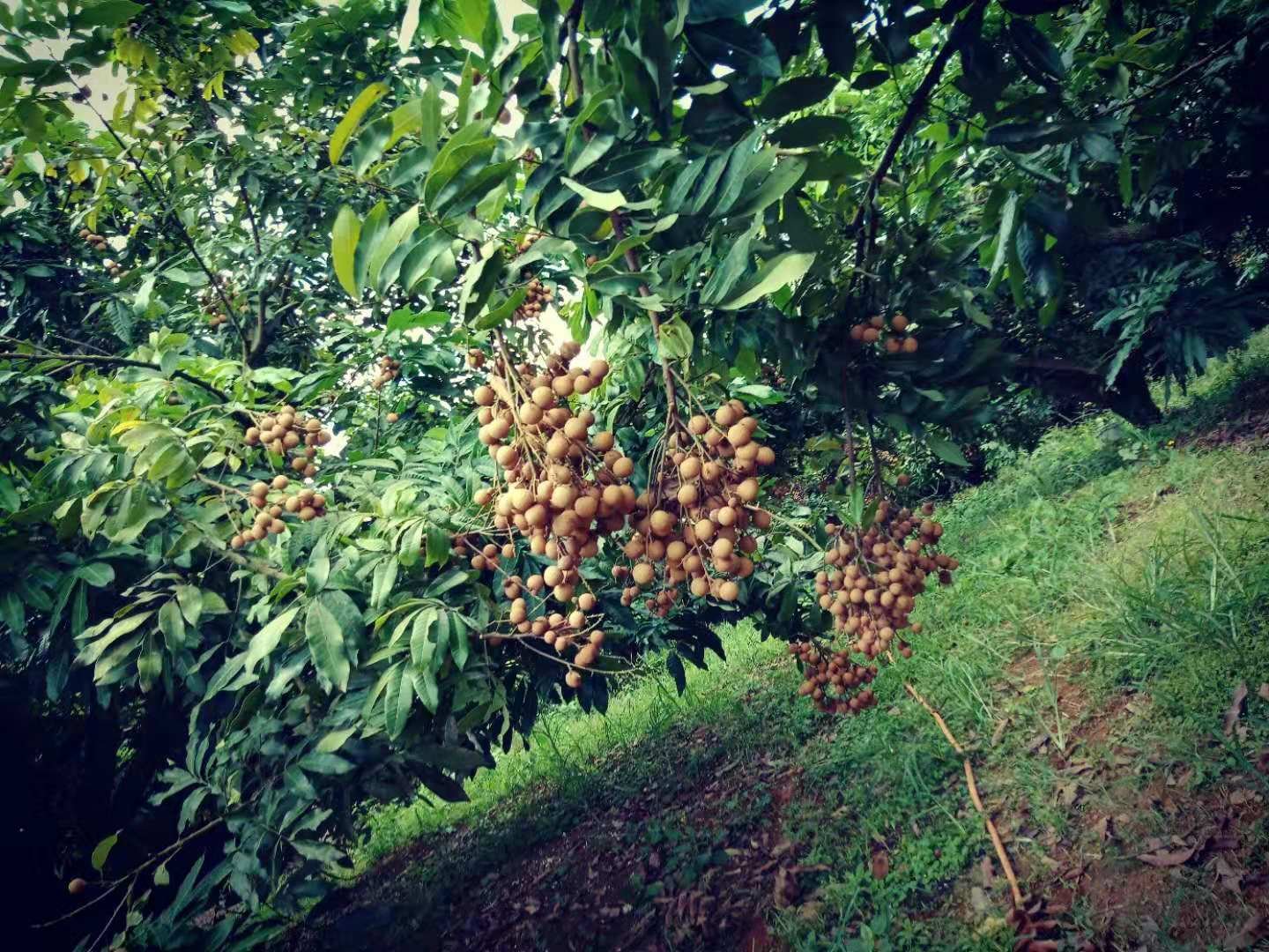 储良龙眼采摘现场