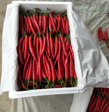 [红椒批发]海花红价格2.50元/斤 - 一亩田