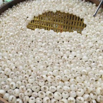 桂圆肉，龙眼肉，广西烘干龙眼干，送礼佳品