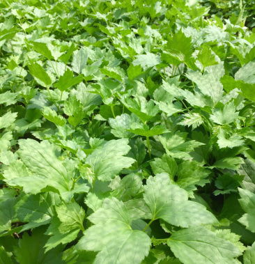 出售当地大三叶升麻苗