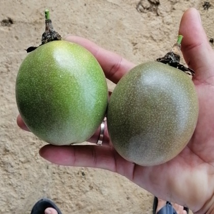 西双版纳台农一号百香果产地行情