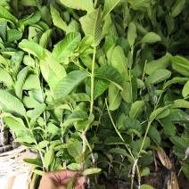 自家苗场嫁接的珍珠芭乐番石榴苗