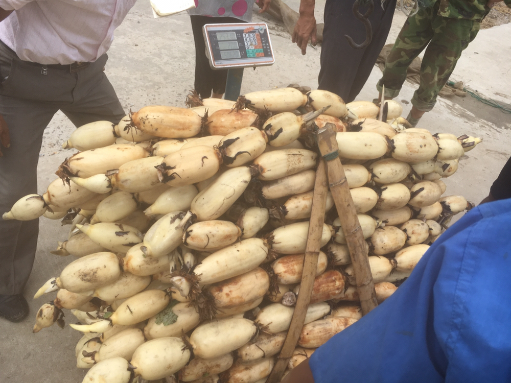 市场挑选莲藕场景