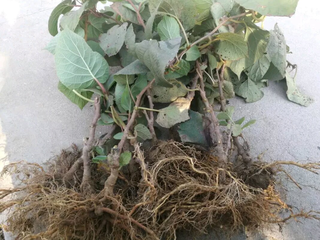 猕猴桃果园滴灌系统,用于果实二次膨大期的精准水分管理 猕猴桃果园滴灌系统