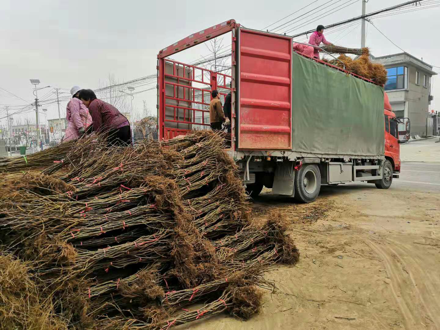 果苗装车运输场景,展示果苗从基地发往各地的过程 果苗运输与分发