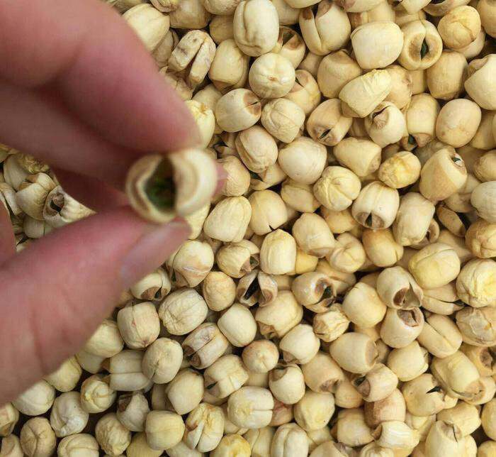 展示新鲜或干燥状态下的白莲子实物图,背景简洁 白莲子实物图