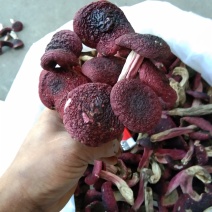 红菇