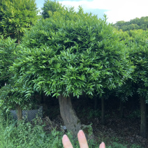 竹柏下山庄别墅花园小区绿植花卉四季长青耐寒耐汗