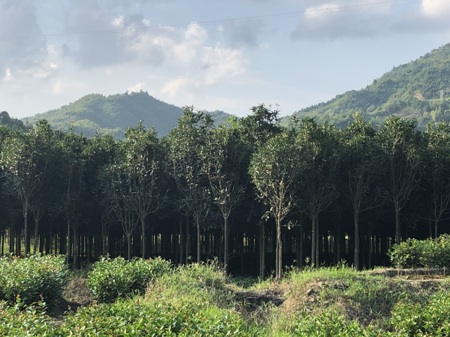 一片金秋时节盛开的丹桂树林,树冠浓密,满树橙红色小花簇拥成团,阳光透过叶片洒在花瓣上,地面铺有落叶,背景为江南风格农舍与远山,体现典型丹桂核心产区生态环境 丹桂盛开的田园景观