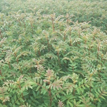 红花椒苗大红袍花椒苗贡椒苗雪域椒品种保证量大从