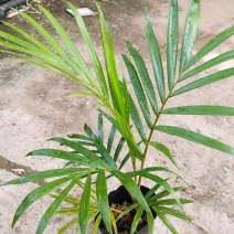 红茎(红领)椰子苗棕榈科庭院园林绿化耐寒园景树