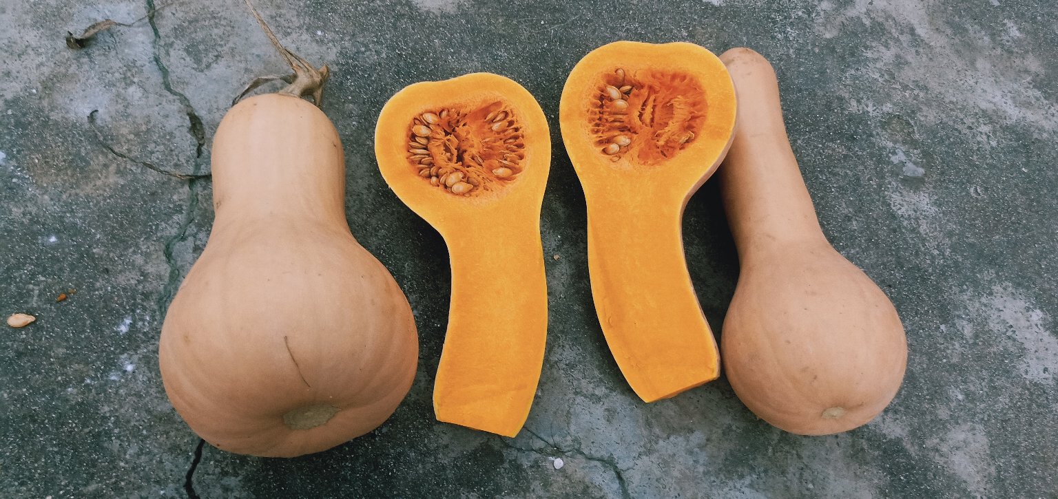 切开的奶油南瓜横截面展示