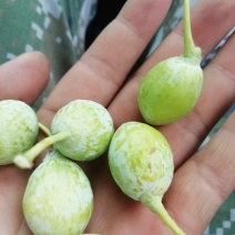 银杏果